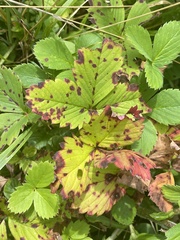 Diplocarpon fragariae