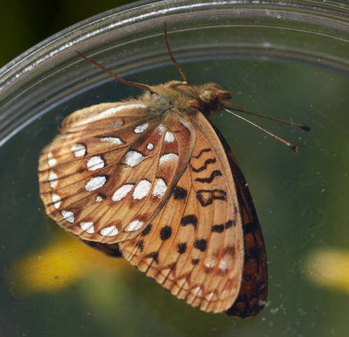 iNaturalist observation photo of Great Basin Fritillary