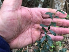 Pittosporum viscidum