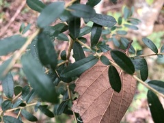 Pittosporum viscidum
