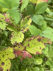 Diplocarpon fragariae