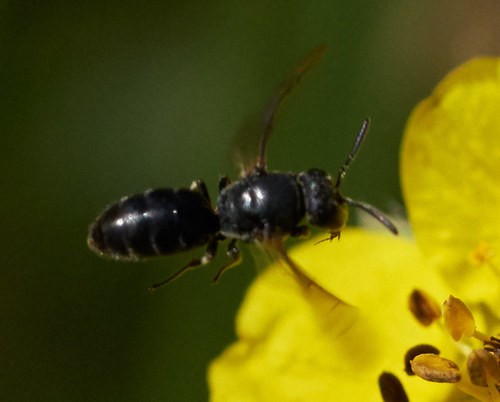 iNaturalist observation photo of Masked Bees