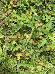 Diplocarpon fragariae