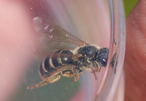 iNaturalist observation photo of Orange-legged Furrow Bee