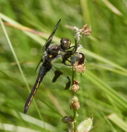 iNaturalist observation photo of Twelve-spotted Skimmer