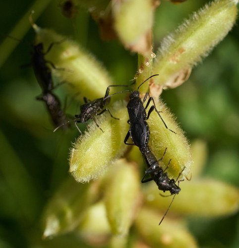 iNaturalist observation photo of Alydus