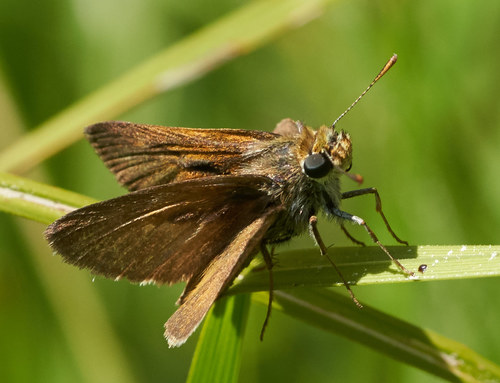 iNaturalist observation photo of Western Dun Skipper