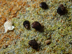 Afrolittorina acutispira