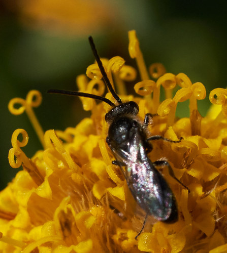 iNaturalist observation photo of Lasioglossum