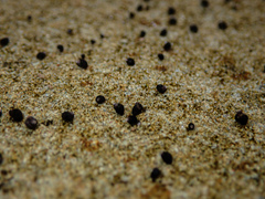 Afrolittorina acutispira