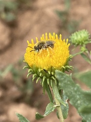 Calliopsima