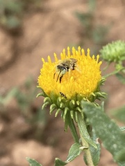 Calliopsima