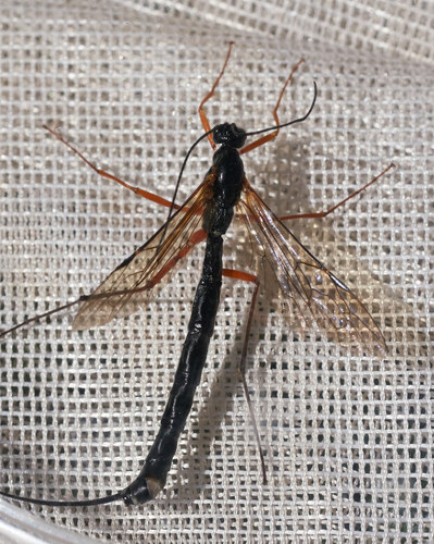 iNaturalist observation photo of Dolichomitus