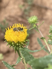 Calliopsima