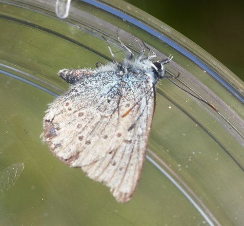 iNaturalist observation photo of Blues