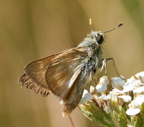 iNaturalist observation photo of Hesperiini