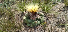 Coryphantha elephantidens