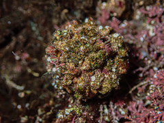 Pyura praeputialis