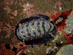 Onithochiton quercinus