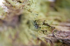 Eustalomyia