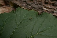 Chrysopilus asiliformis