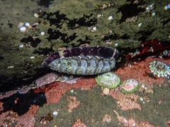 Onithochiton quercinus