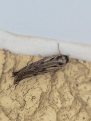 Acrolophus popeanella