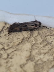 Acrolophus popeanella