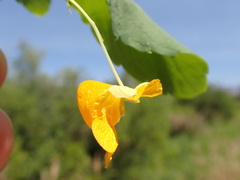Impatiens ecornuta