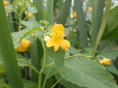 Impatiens ecornuta
