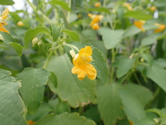 Impatiens ecornuta