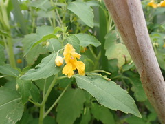 Impatiens ecornuta