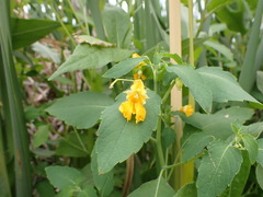 Impatiens ecornuta