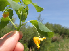 Impatiens ecornuta
