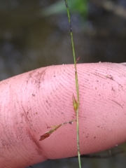 Rhynchospora gracilenta