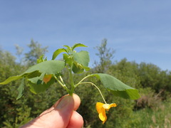 Impatiens ecornuta