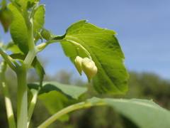 Impatiens ecornuta