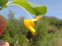 Impatiens ecornuta