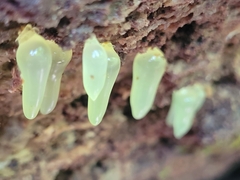 Mucronella fusiformis