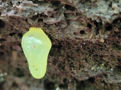Mucronella fusiformis