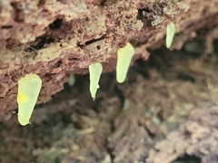 Mucronella fusiformis