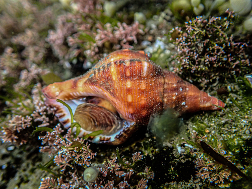 Knobbed Triton Snail