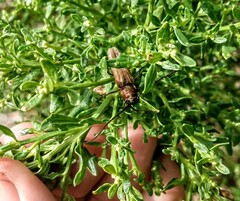 Crossidius testaceus