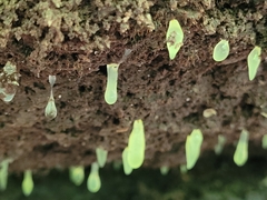 Mucronella fusiformis