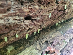 Mucronella fusiformis