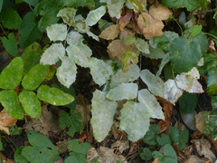 Erysiphe berberidis