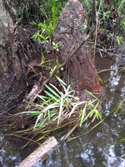 Dichanthelium nudicaule