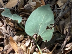 Aristolochia californica