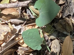 Aristolochia californica