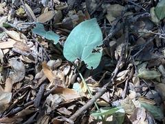 Aristolochia californica